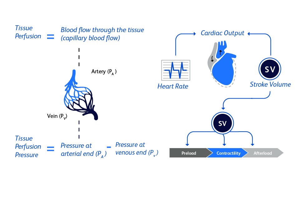 Chart showing tissue perfusion and tissue perfusion pressure