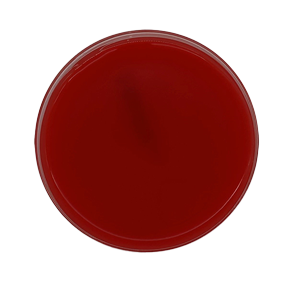 BD BBL™ Mueller Hinton Agar with 5% Sheep Blood Plate 20pk