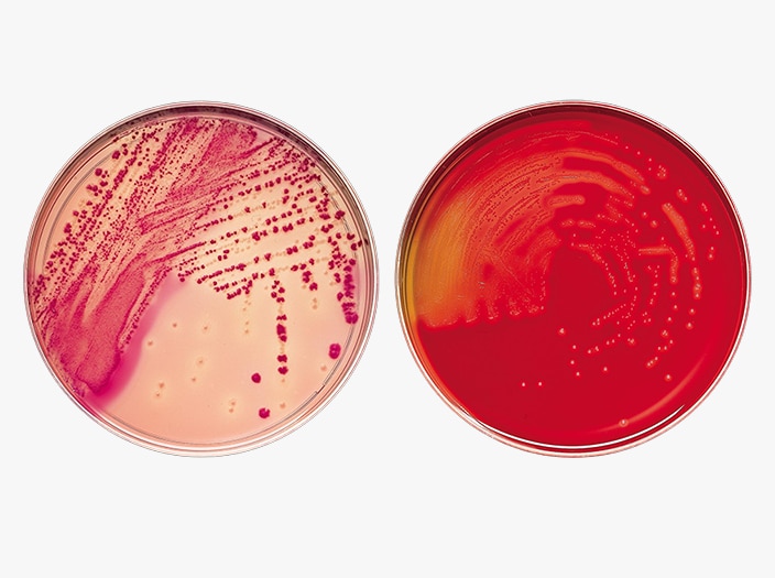 BD BBL prepared plated media Petri-style dishes