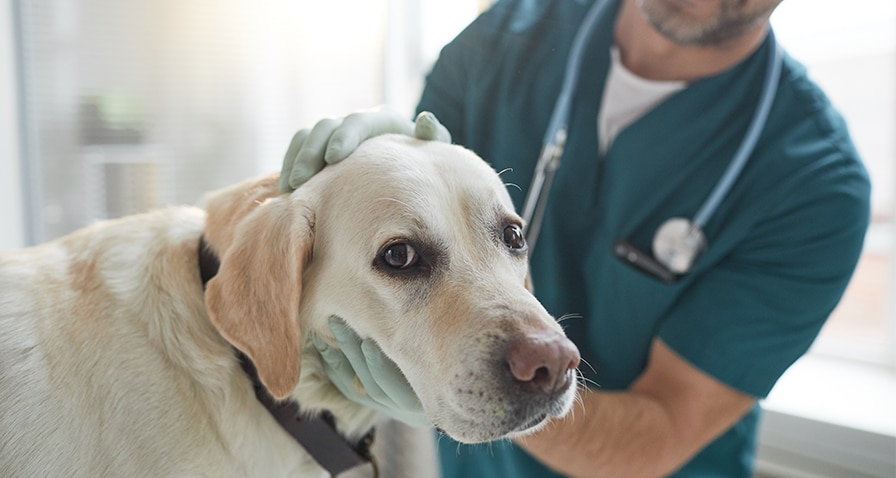 BD-Canada Animal Health